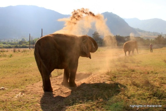 Elefant im Elephan Nature Park